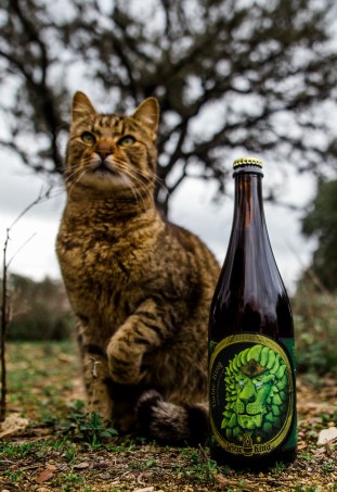 38750262900_971d5ca0e9_k