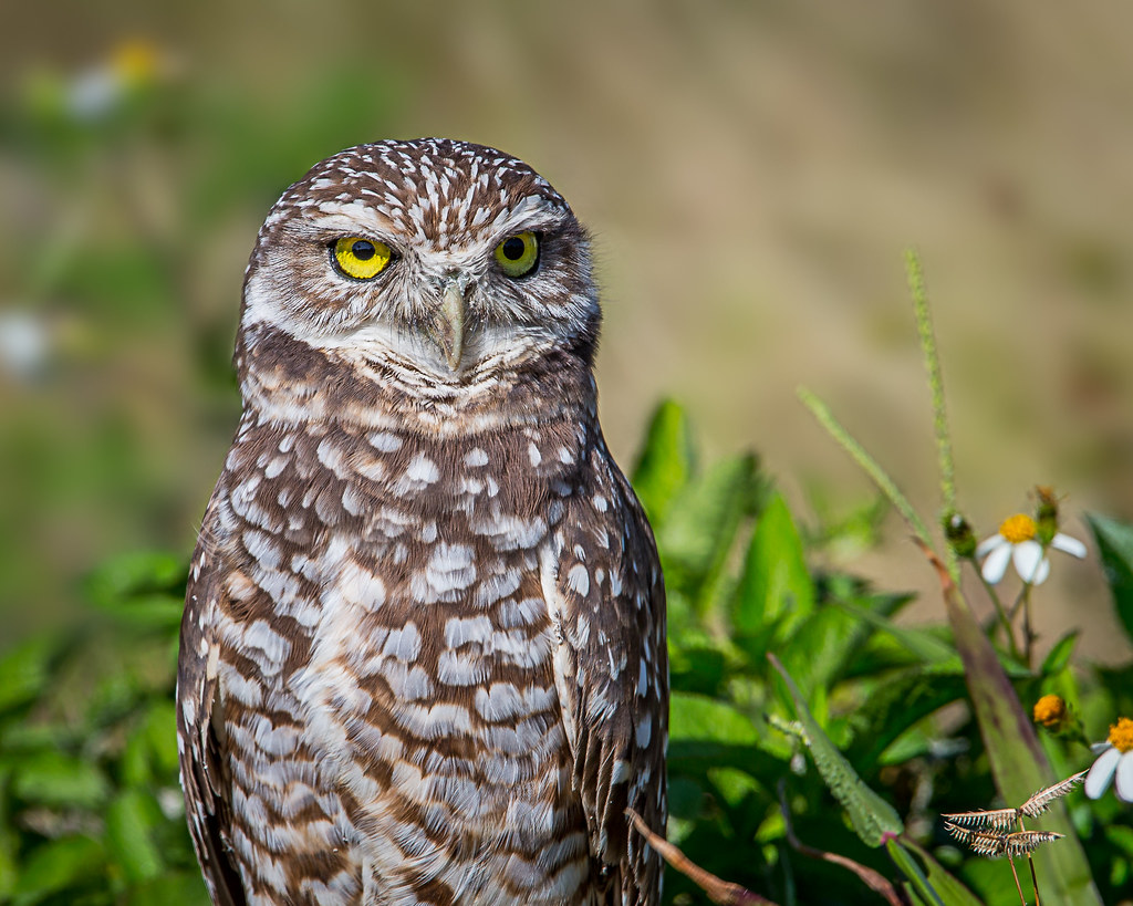 Burrowing Owl 2